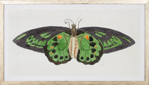 LEPIDOPTERA II - LARGE