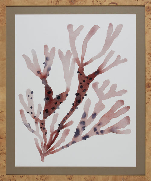 SPOTTED CORAL