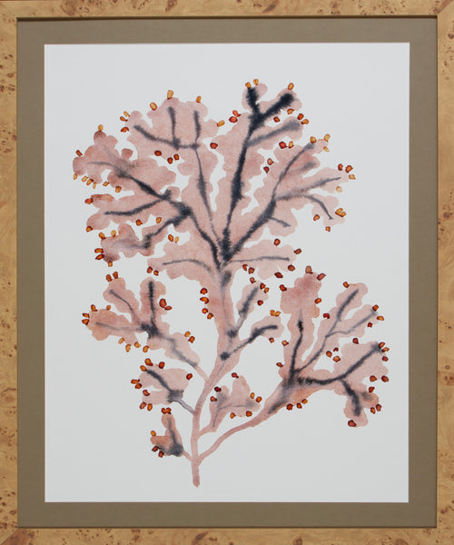MARBLED SEAWEED