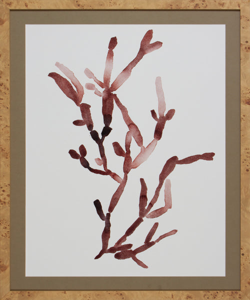 BUBBLE SEAWEED