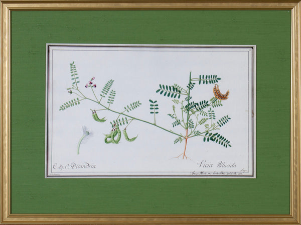 FLORA I