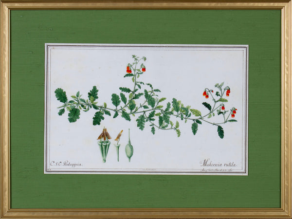 FLORA II