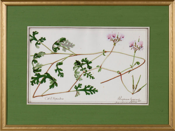 FLORA III