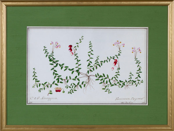 FLORA IV