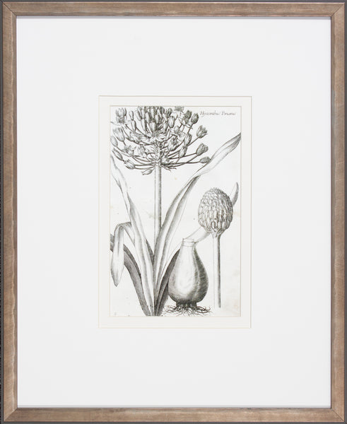 BULB STUDY I