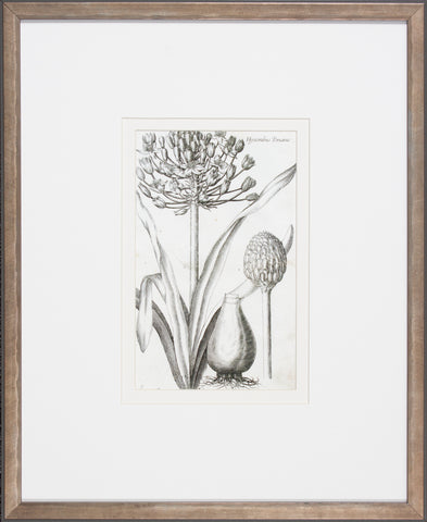 BULB STUDY I
