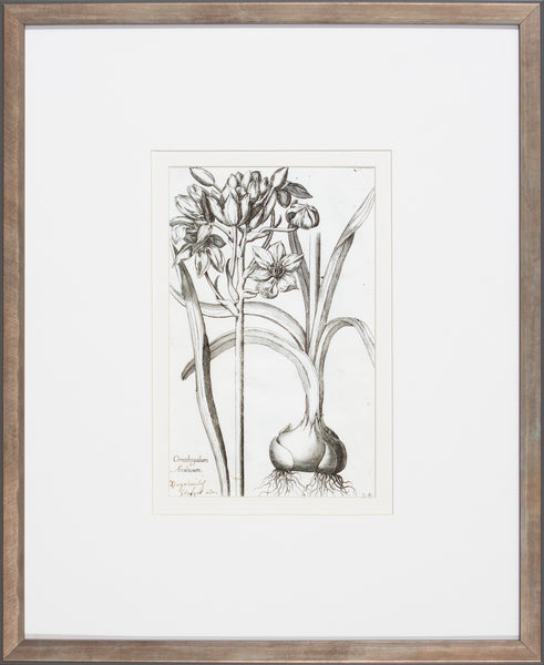 BULB STUDY III