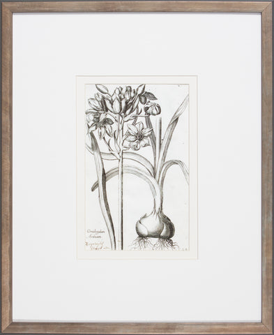 BULB STUDY III