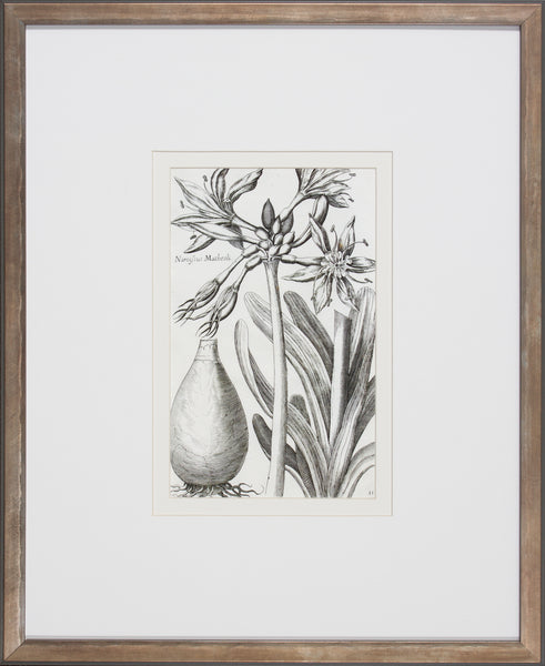 BULB STUDY IV