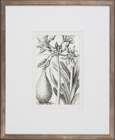 BULB STUDY IV