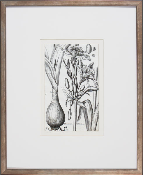 BULB STUDY VI