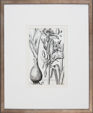 BULB STUDY VI