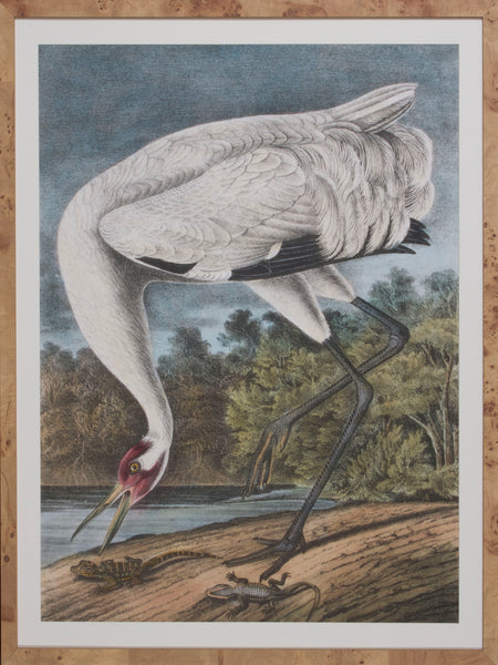 WHOOP CRANE