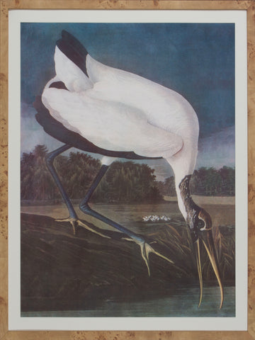 IBIS