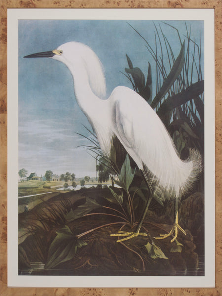 SNOWY EGRET