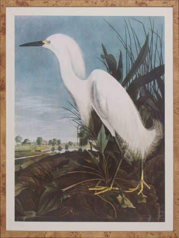 SNOWY EGRET