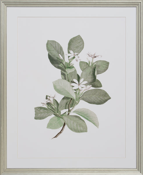 BOTANIQUE STUDY I