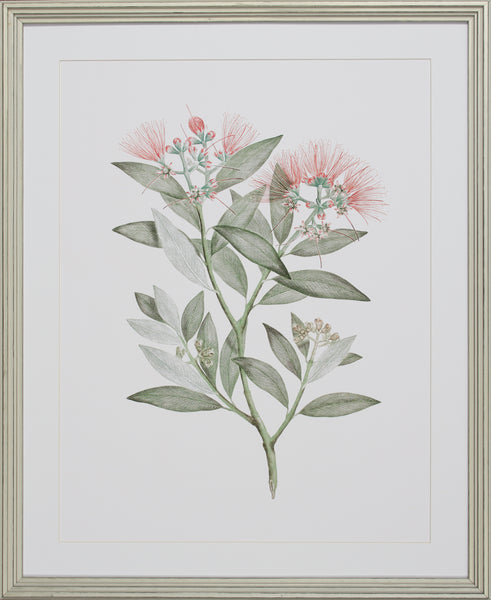 BOTANIQUE STUDY IV
