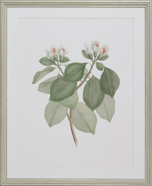 BOTANIQUE STUDY VII