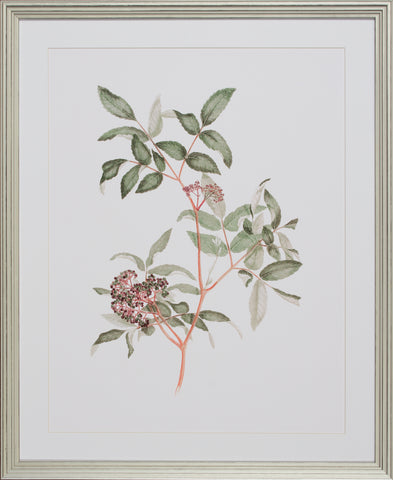 BOTANIQUE STUDY VIII