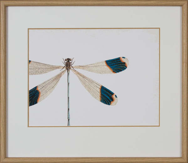 BLUE TIPPED DRAGONFLY