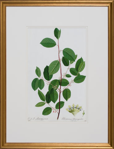 GARDEN STUDY I