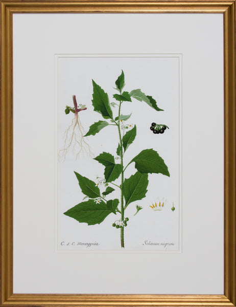 GARDEN STUDY II
