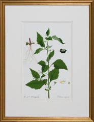 GARDEN STUDY II