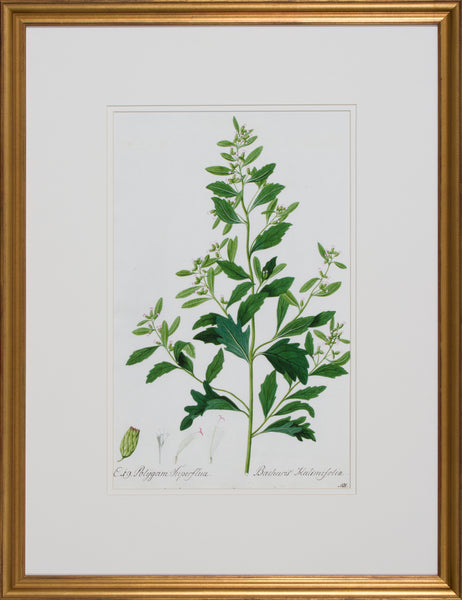 GARDEN STUDY III