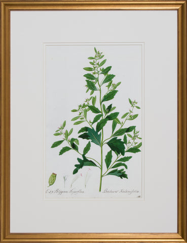 GARDEN STUDY III