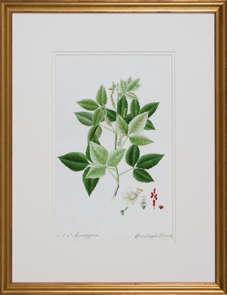 GARDEN STUDY IV