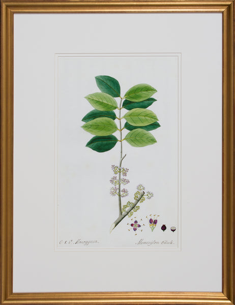 GARDEN STUDY V