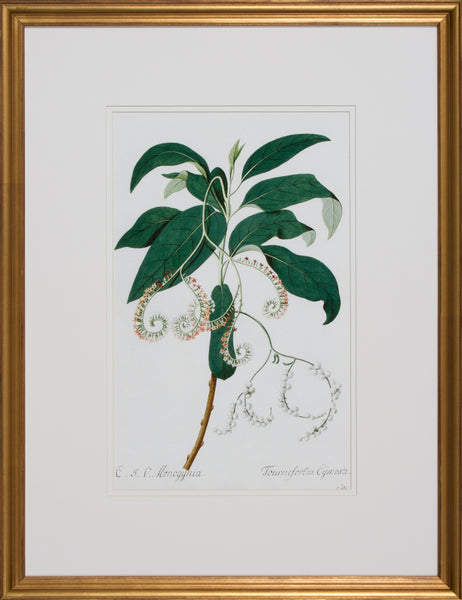 GARDEN STUDY VI