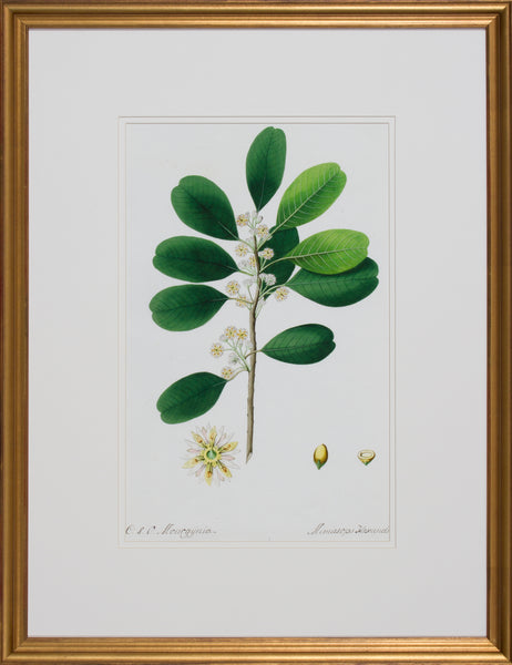 GARDEN STUDY VII