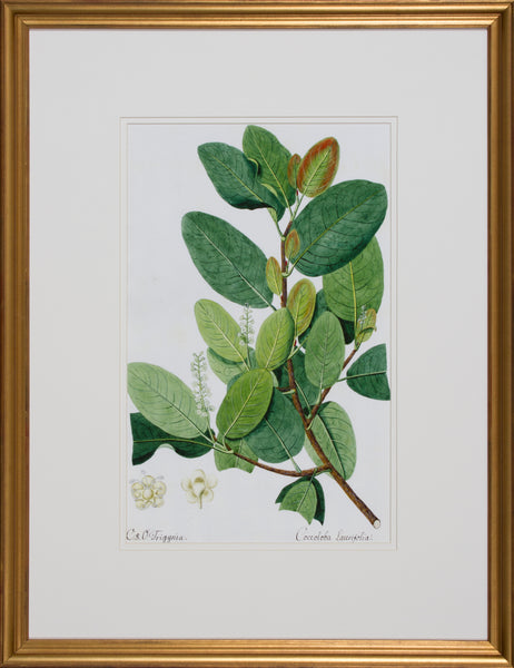 GARDEN STUDY VIII