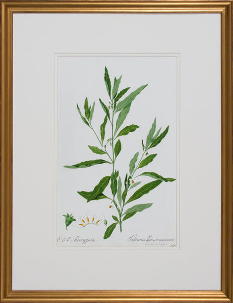 GARDEN STUDY IX