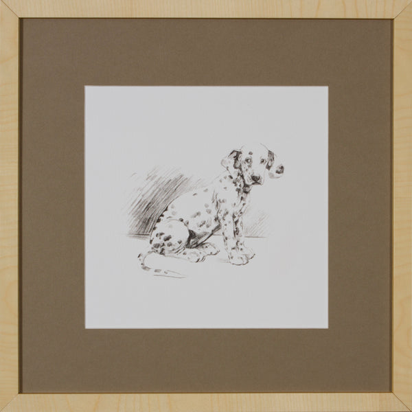 A PUPPY WITH A PAST