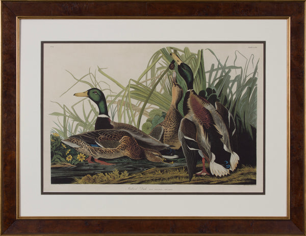 MALLARD DUCK