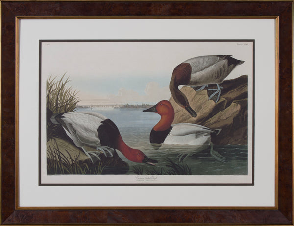 CANVAS BACKED DUCK