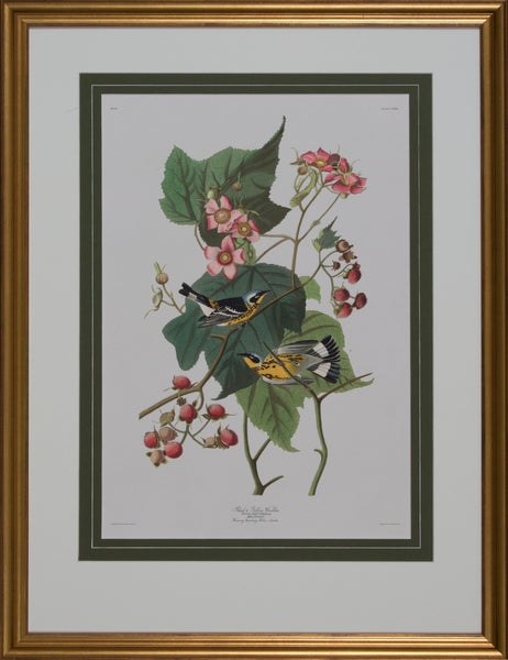 BLACK & YELLOW WARBLER