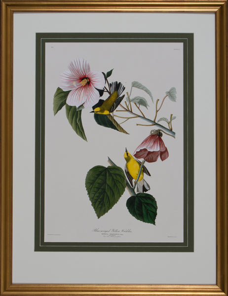BLUE WINGED YELLOW WARBLER