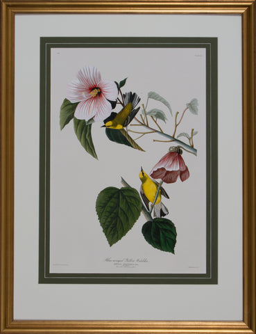BLUE WINGED YELLOW WARBLER