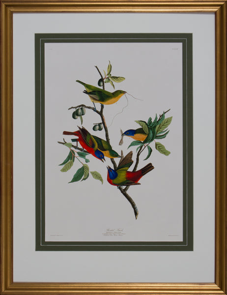 PAINTED FINCH