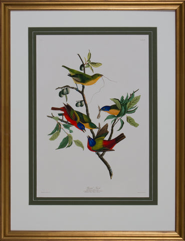 PAINTED FINCH