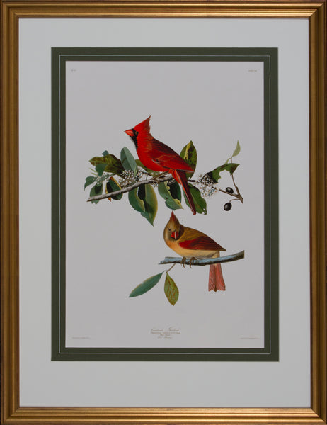 CARDINAL GROSBACK