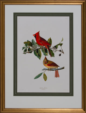 CARDINAL GROSBACK