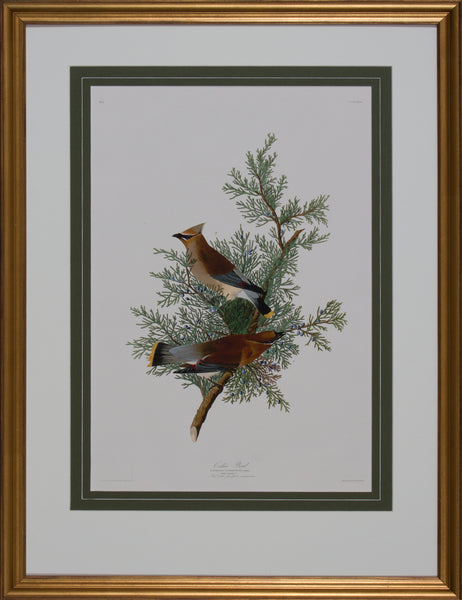 CEDAR BIRD