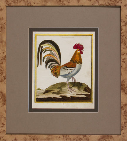 FOWL STUDY II