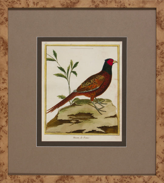 FOWL STUDY III