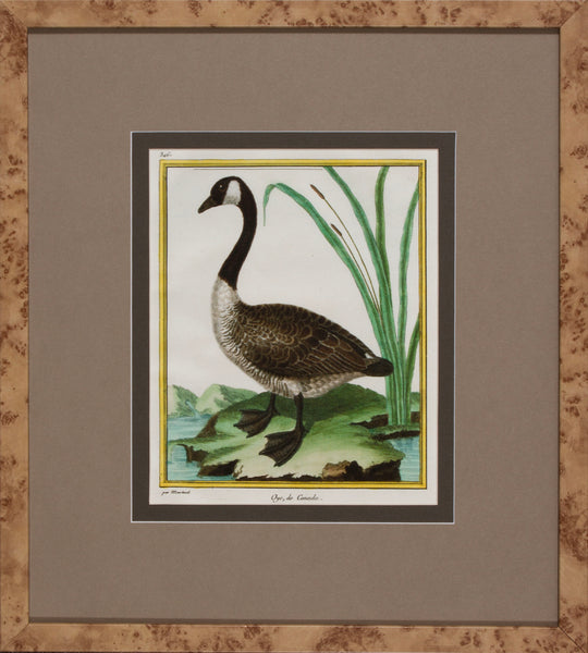 FOWL STUDY IV